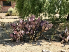 Opuntia santa-rita