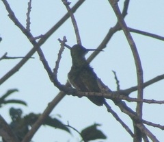Chrysuronia leucogaster