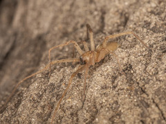 Cheiracanthium furculatum