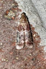 Euzophera ostricolorella