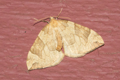 Eulithis propulsata