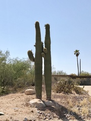 Carnegiea gigantea