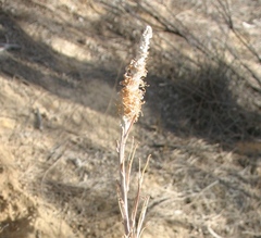 Grevillea eriostachya