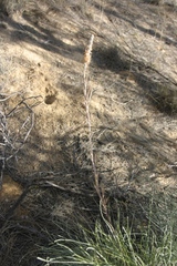 Grevillea eriostachya