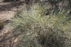 Grevillea eriostachya