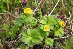 Trollius riederianus