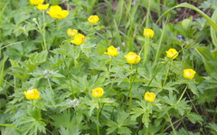 Trollius riederianus