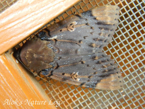 Ramie Moth