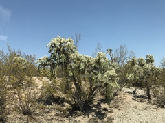Cylindropuntia fulgida