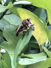 Promachus yesonicus