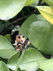 Promachus yesonicus