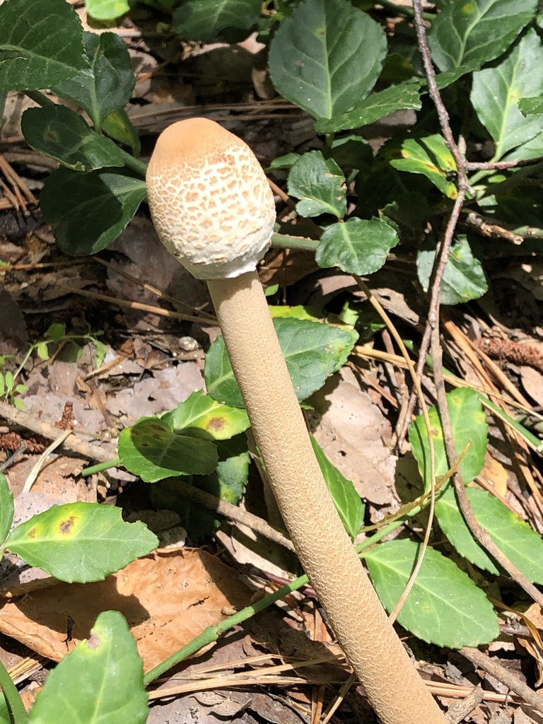 Macrolepiota procera · July 2020 · photo: © mister_bumble (iNaturalist, cc-by)