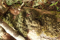 Leptogium coralloideum