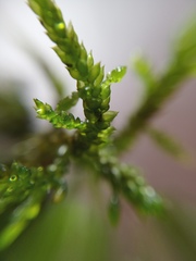 Camptochaete arbuscula