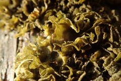 Leptogium coralloideum