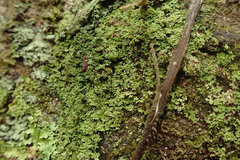 Psoromidium aleuroides