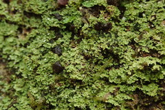 Psoromidium aleuroides