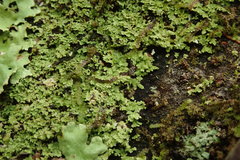 Psoromidium aleuroides