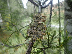 Pseudocyphellaria carpoloma