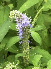 Veronica longifolia