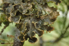 Pseudocyphellaria carpoloma