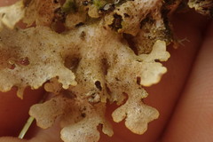 Pseudocyphellaria carpoloma