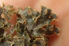 Pseudocyphellaria carpoloma
