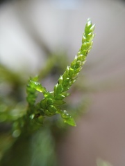 Camptochaete arbuscula