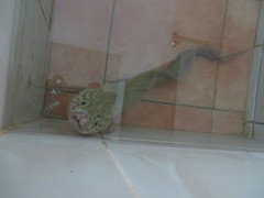 Protopterus aethiopicus