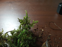 Camptochaete arbuscula