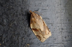 Clepsis spectrana
