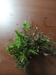 Camptochaete arbuscula