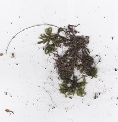 Camptochaete arbuscula