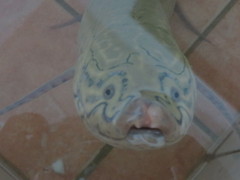 Protopterus aethiopicus