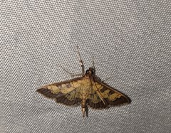 Diacme elealis