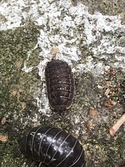 Koreoniscus racovitzai