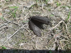 Histia flabellicornis