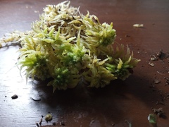 Sphagnum cristatum