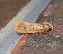 Acrolophus plumifrontella