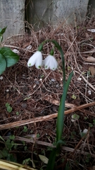 Leucojum