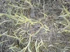 Poaceae