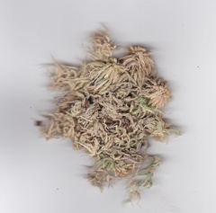Sphagnum cristatum