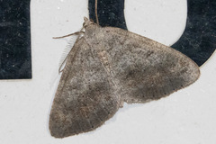 Macaria loricaria