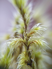 Racomitrium pruinosum