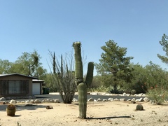 Carnegiea gigantea