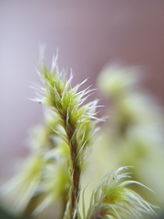 Racomitrium pruinosum