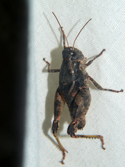 Acrophymus cuspidatus