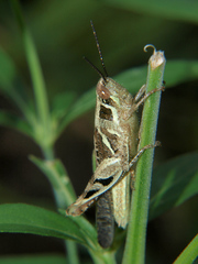 Catantops melanostictus