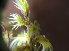 Racomitrium pruinosum