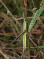 Acrida acuminata